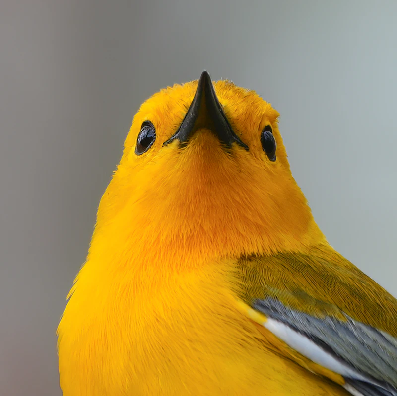 Prothonotary Warbler close-up