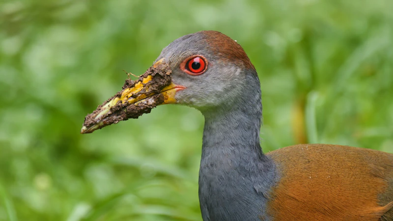 Russet-naped Wood-Rail